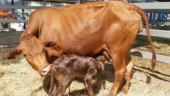 Tuli-Cattle-Society-Southern-Africa-Jambo-Tuli-4