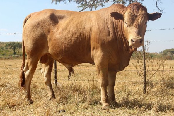 Tuli-Cattle-Society-Southern-Africa-Jambo-Tuli-7a