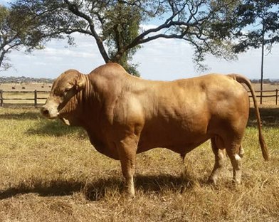 Tuli-Cattle-Society-Southern-Africa-LZ-Tuli-gold-Bull-3