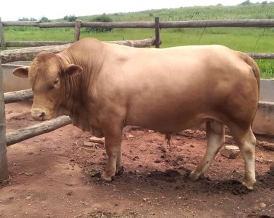 Tuli-Cattle-Society-Southern-Africa-LZ-Tuli-gold-Bull-4