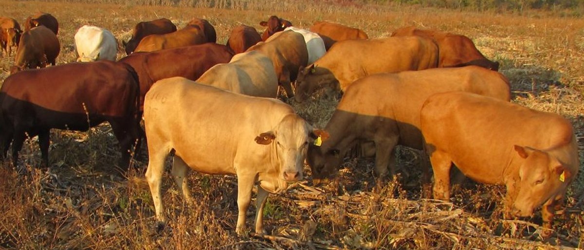 Tuli-Cattle-Society-Southern-Africa-Oldonyo-Tuli-2
