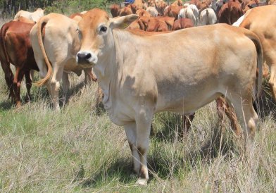 Tuli-Cattle-Society-Southern-Africa-Tuli-crossbred-with-Brahman-2