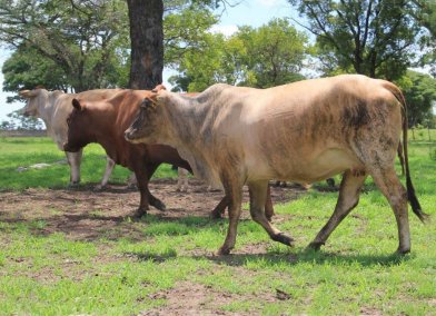 Tuli-Cattle-Society-Southern-Africa-Tuli-crossbred-with-Brahman-3