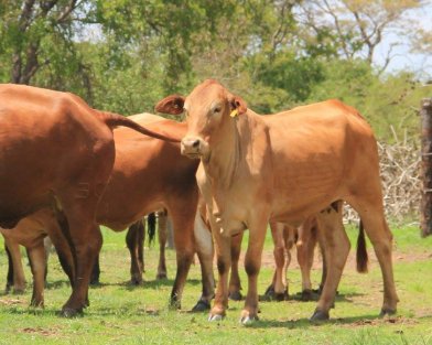 Tuli-Cattle-Society-Southern-Africa-Tuli-crossbred-with-brahman-1