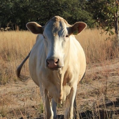 Tuli-Cattle-Society-Southern-Africa-White-Tuli-Facing-front