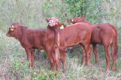 Tuli-Cattle-Society-Southern-Africa-Zambian-Tuli-3a