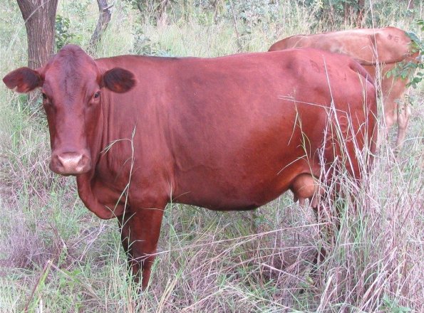 Tuli-Cattle-Society-Southern-Africa-Zambian-Tuli-4a