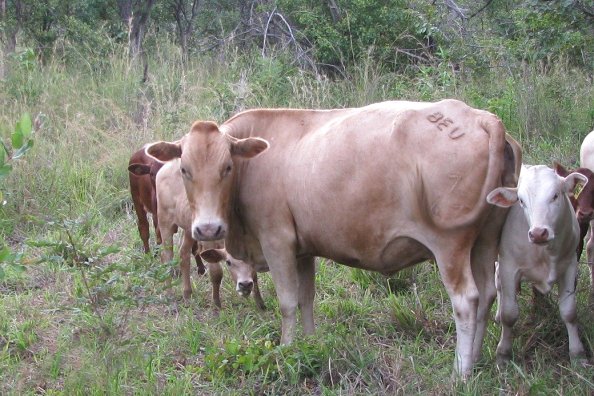 Tuli-Cattle-Society-Southern-Africa-Zambian-Tuli-5