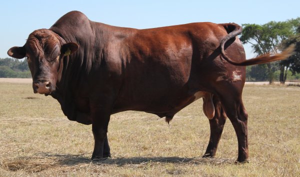 Tuli-Cattle-Society-Southern-Africa-Zimbo-Tuli-Bull-red