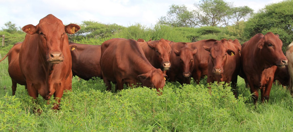 Tuli-Cattle-Society-Southern-Africa-beautiful-red-cow-herd