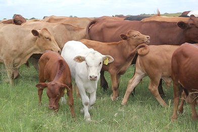 Tuli-Cattle-Society-Southern-Africa-calves-and-mums