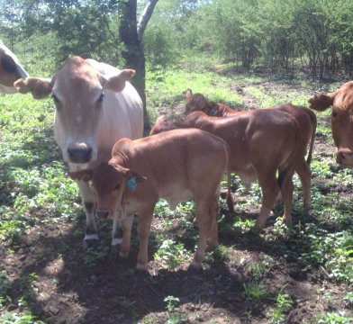 Tuli-Cattle-Society-Southern-Africa-crossbreeding-Zambia-4