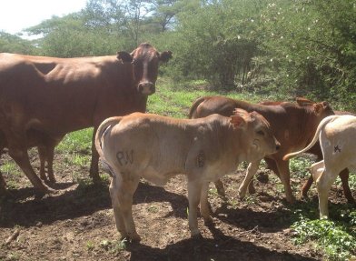 Tuli-Cattle-Society-Southern-Africa-crossbreeding-Zambia-5