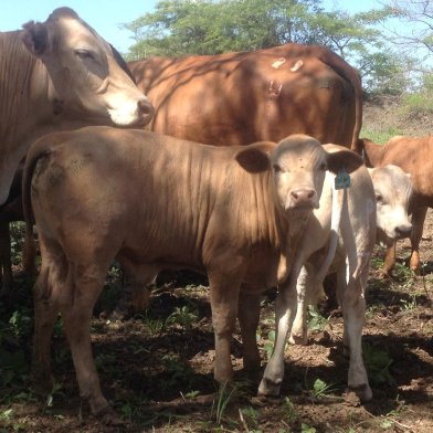 Tuli-Cattle-Society-Southern-Africa-crossbreeding-Zambia-7