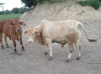 Tuli-Cattle-Society-Southern-Africa-crossbreeding-Zambia-Tuli-Brahman
