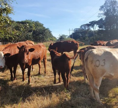 Tuli-Cattle-Society-Southern-Africa-crossbreeding-Zambia-Tuli-Santa-Gertrudis