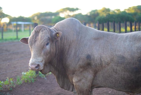 Tuli-Cattle-Society-Southern-Africa-doug-folwell-dun-coloured-bul