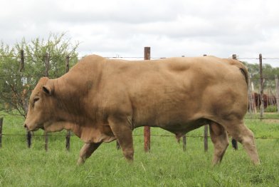 Tuli-Cattle-Society-Southern-Africa-golden-bull-side-view-a