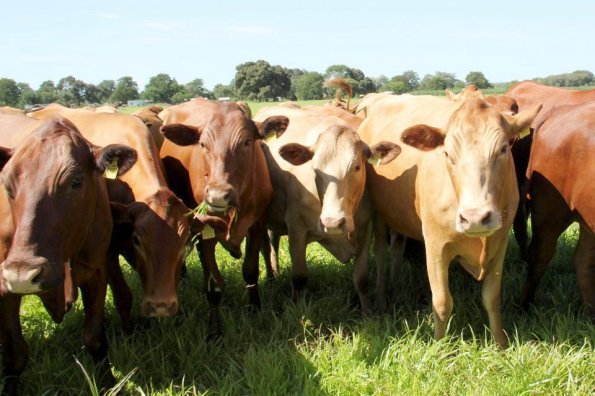 Tuli-Cattle-Society-of-Southern-Africa-Goeie-Hoop-Beatrice-Tuli-group