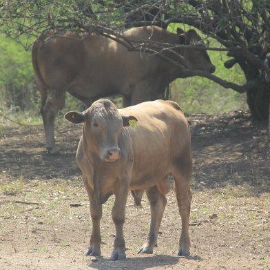 Tuli-Cattle-Society-of-Southern-Africa-Zimbo-Tuli-young-gold-bull-foreground-another-background-in-shade