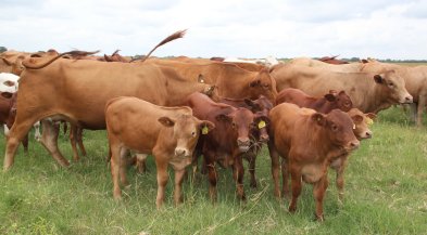 Tuli-Cattle-Society-of-Southern-Africa-group-of-tuli-cattle-and-calves
