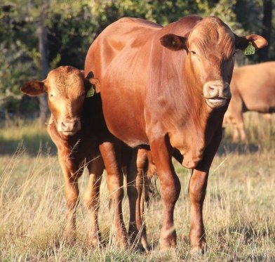 Tuli-Cattle-Society-of-Southern-Africa-red-cow-with-calf