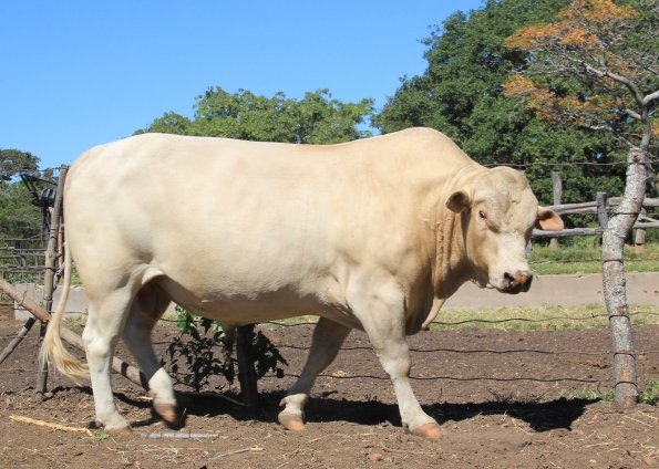 Tuli-Cattle-Society-of-Southern-Africa-stunning-white-tuli-bull-side-view