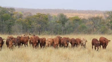 Tuli-Cattle-Society-of-Southern-Africa-tuli-heifer-herd