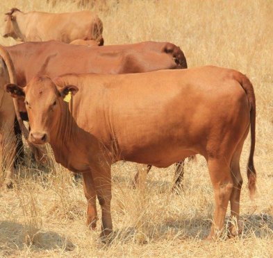 Tuli-Cattle-Society-of-Southern-Africa-tulis-lined-up