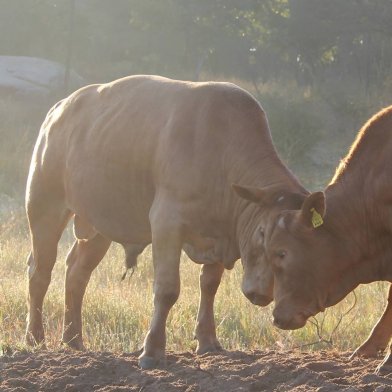 Tuli-Cattle-Society-of-Southern-Africa-two-tuli-bulls-head-to-head-in-dust