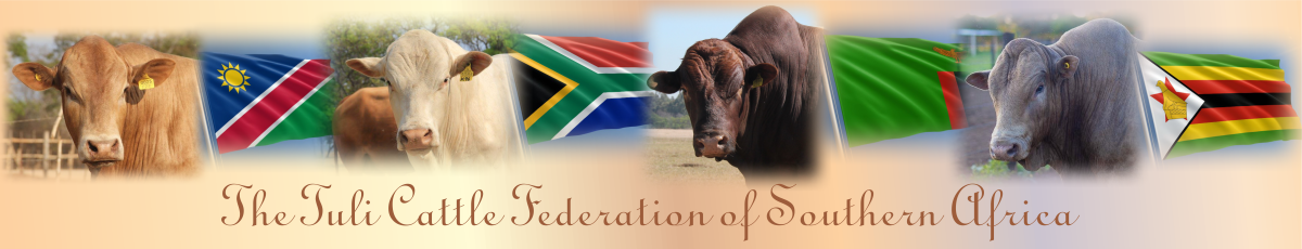 Tuli-Cattle-Federation-of-Southern-Africa-website-bannerhead